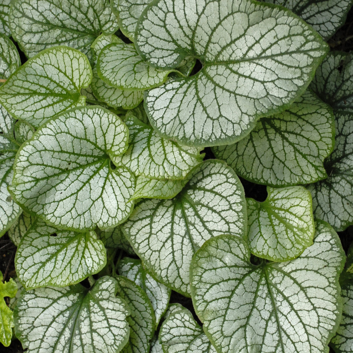 Brunnera 'Jack Frost' PP13859