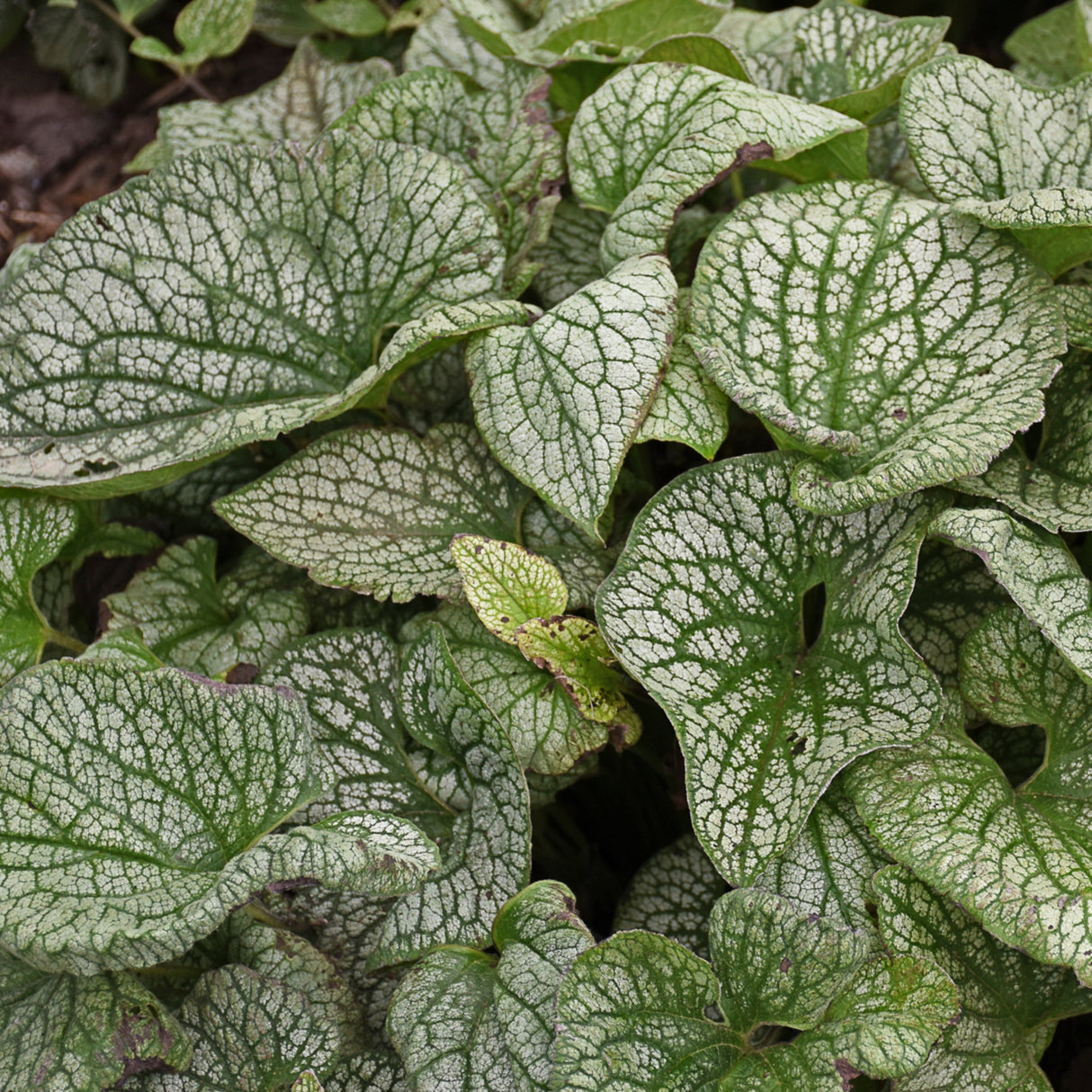 Brunnera macrophylla 'Queen of Hearts' PP32737