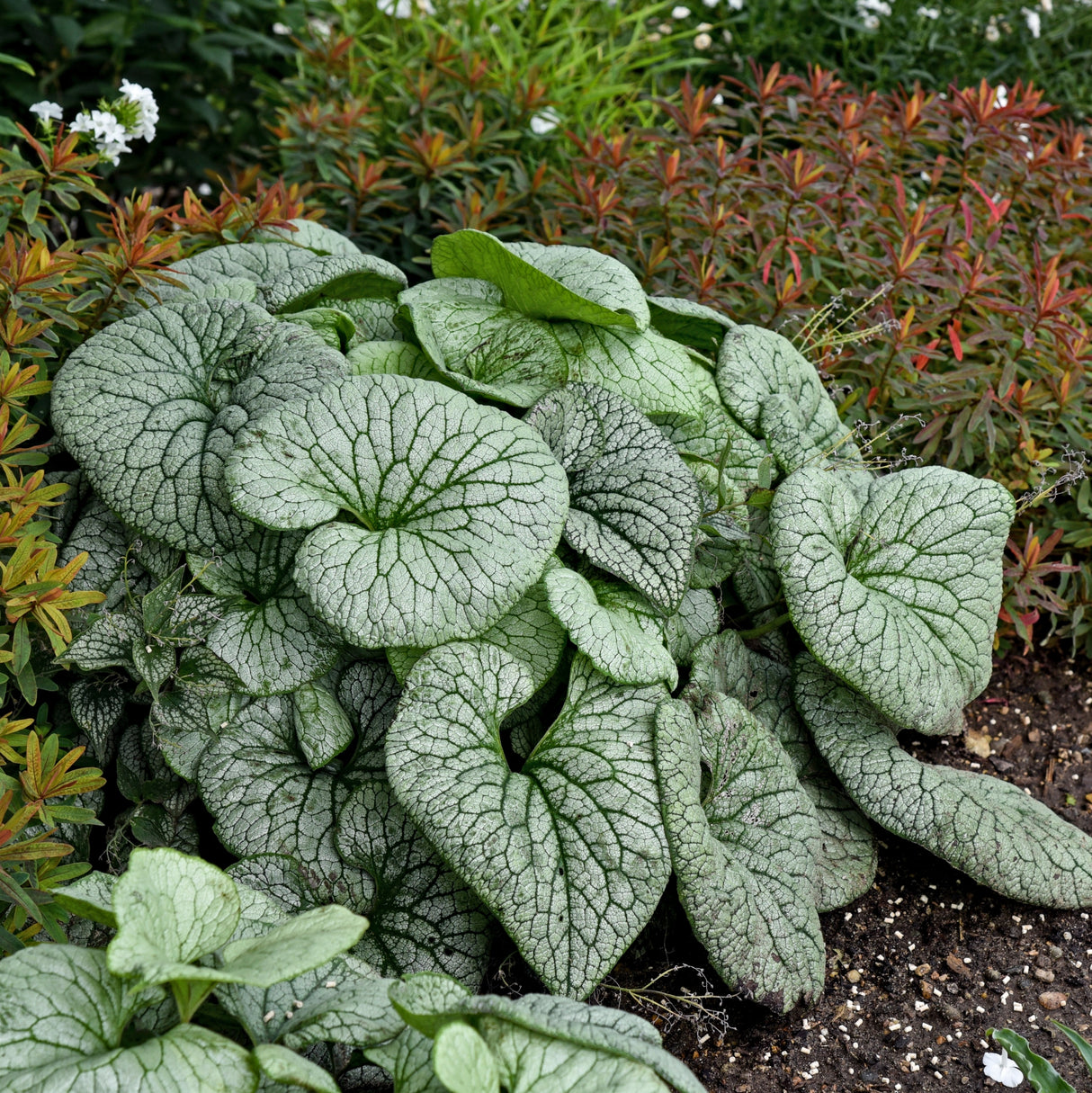 Brunnera macrophylla 'Sterling Silver' PP31280