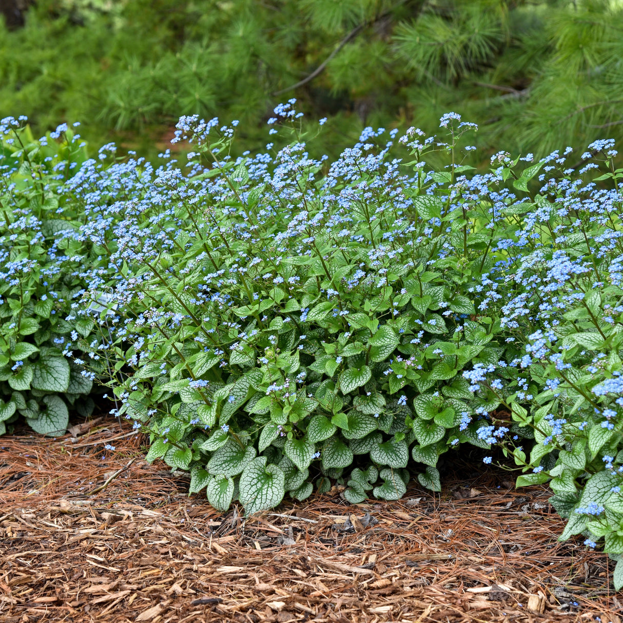 Brunnera macrophylla 'Sterling Silver' PP31280