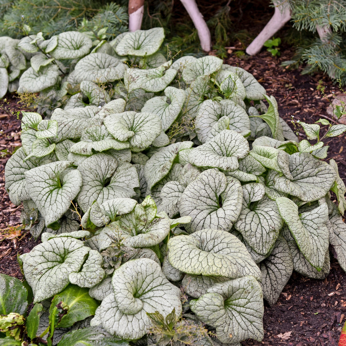 Brunnera macrophylla 'Sterling Silver' PP31280