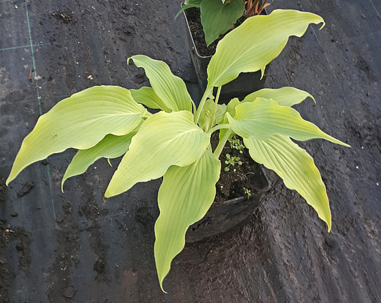Buffalo Golden Warrior Hosta