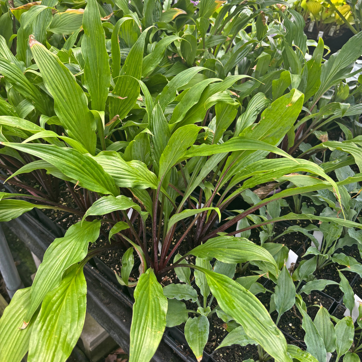 Buffalo Grassland Arrows Hosta