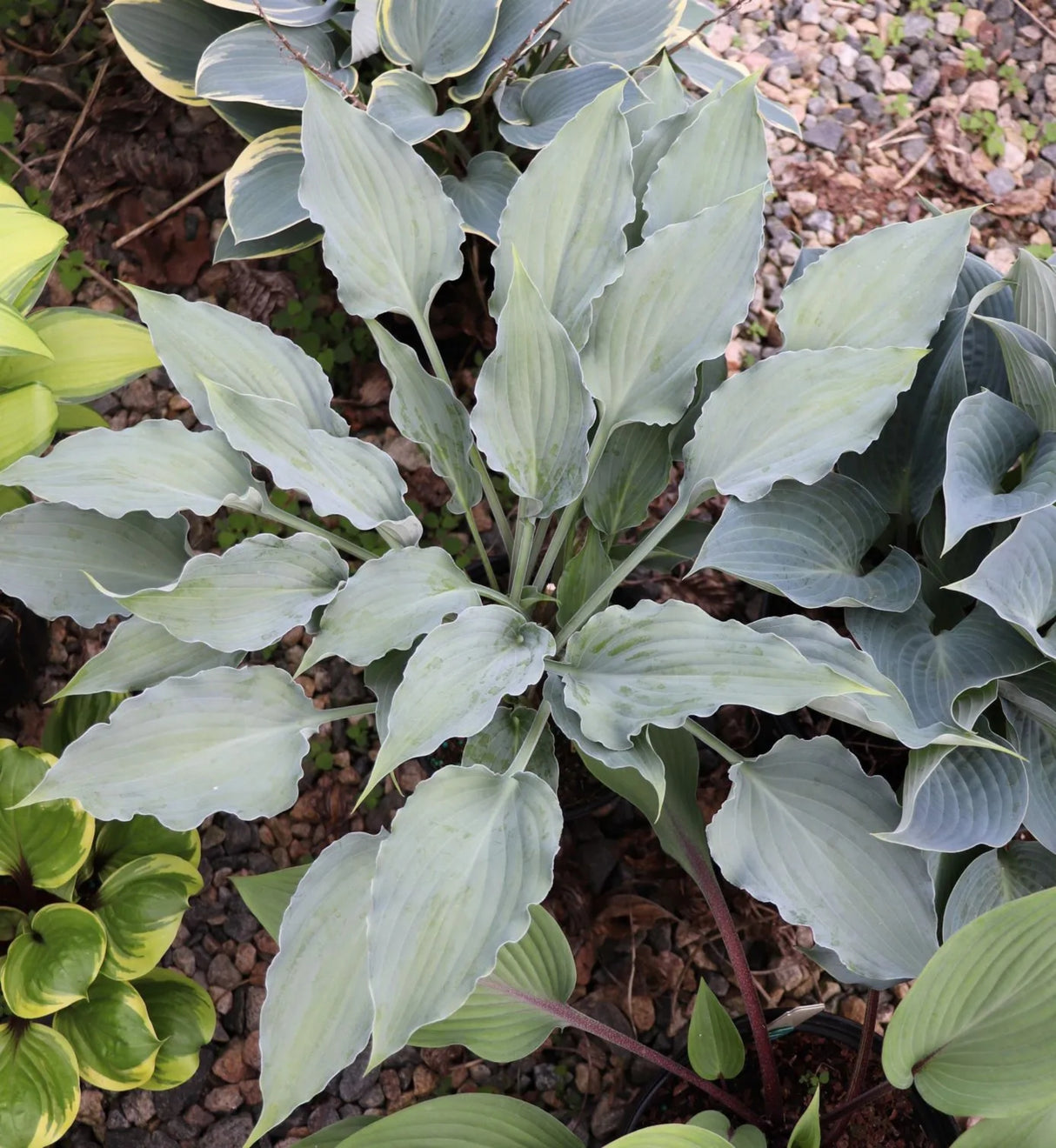 Buttonwood Bay Hosta