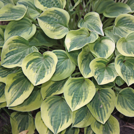 Hosta 'Cameo' Courtesy of Walters Gardens