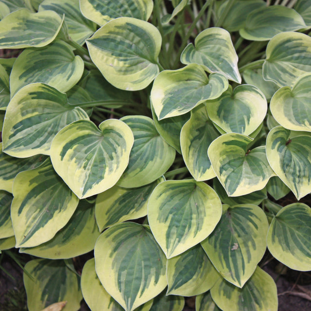 Hosta 'Cameo' Courtesy of Walters Gardens