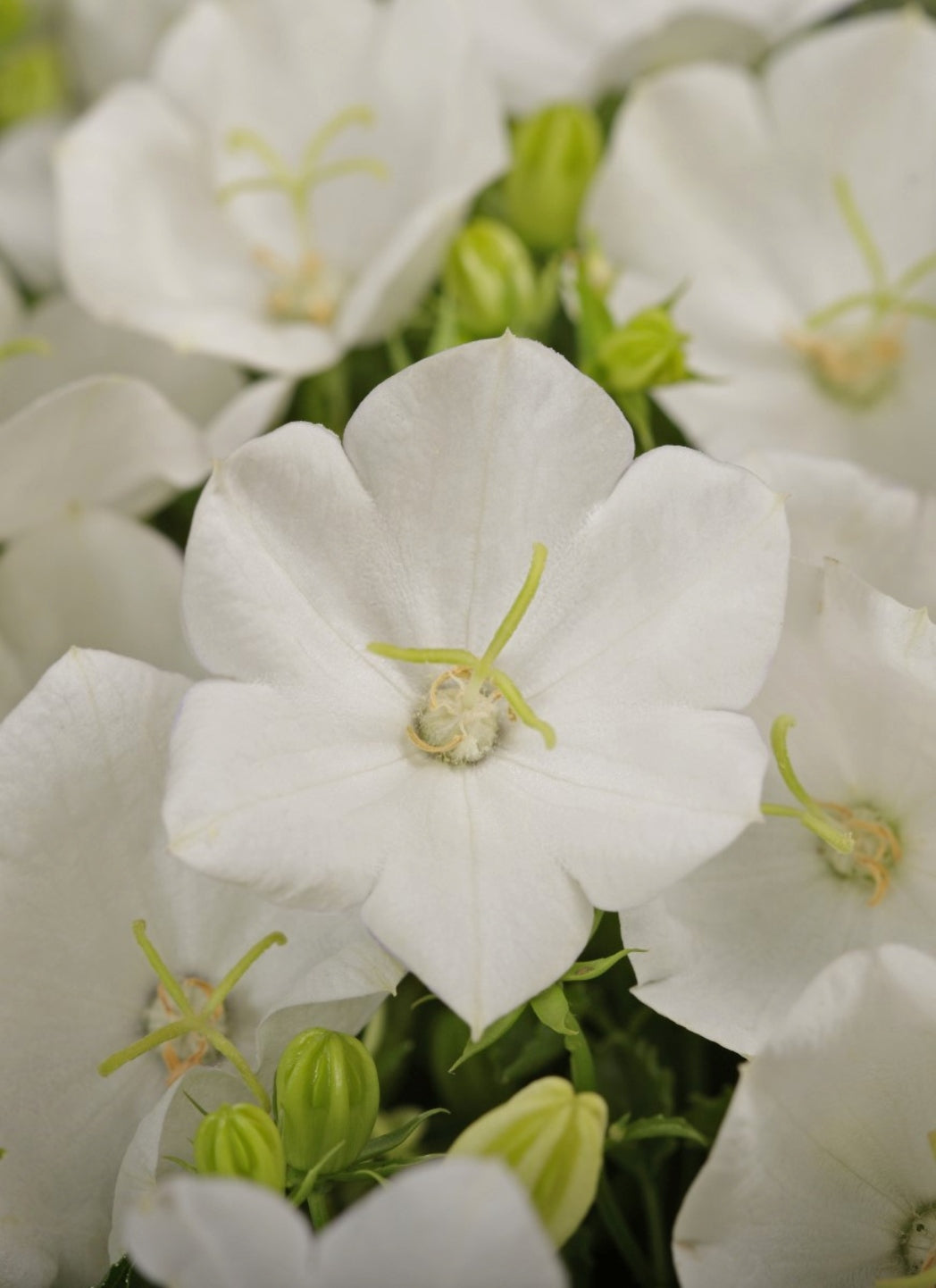 Campanula carpatica 'Rapido White' Courtesy of Growing Colors