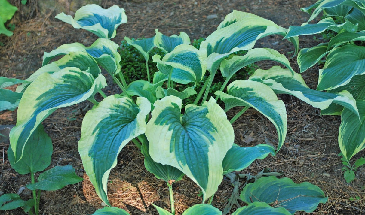 Cape Cod Hosta