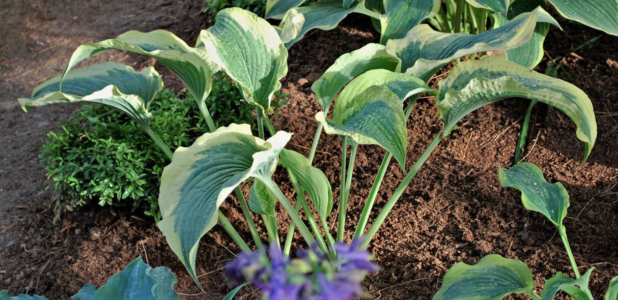 Cape Cod Hosta