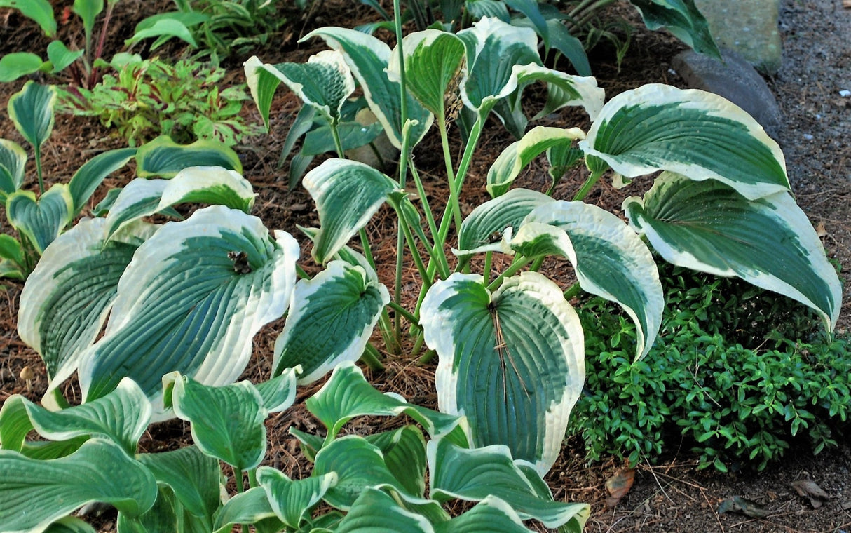 Cape Cod Hosta