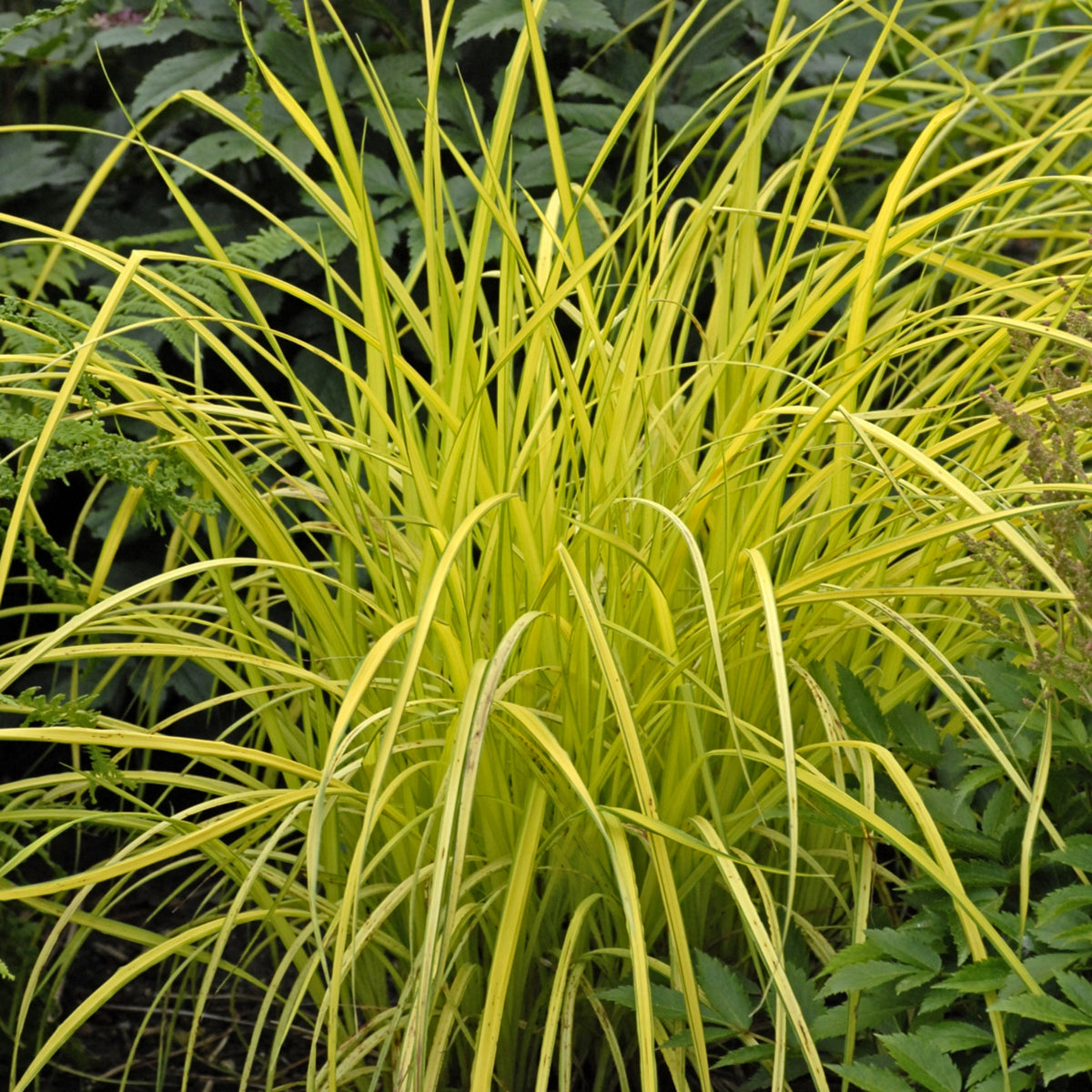 Carex elata 'Bowles Golden'