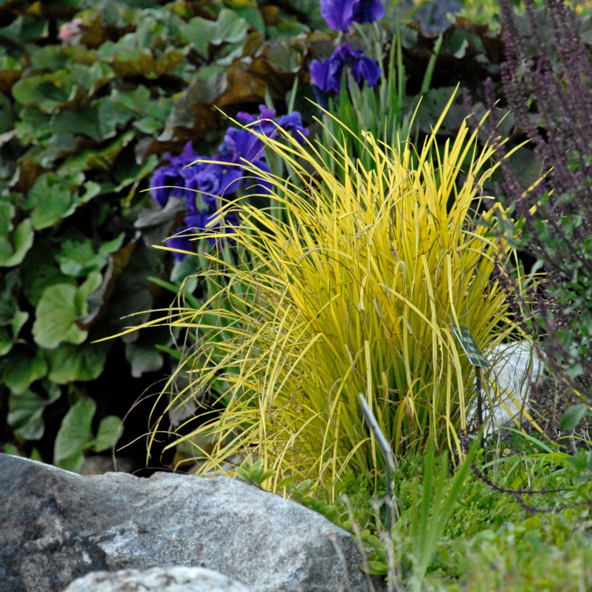 Carex elata 'Bowles Golden'