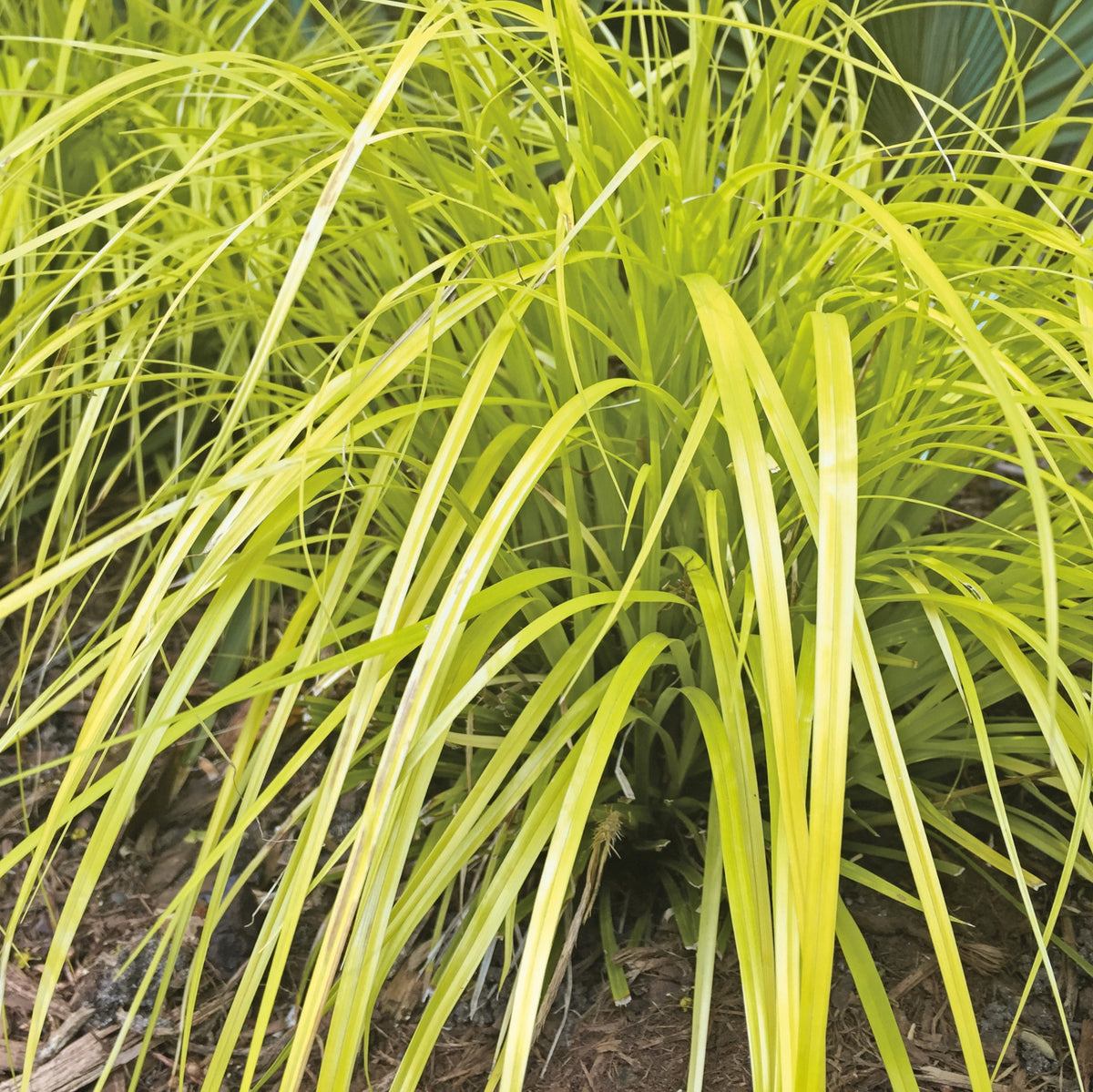 Carex oshimensis 'Everillo