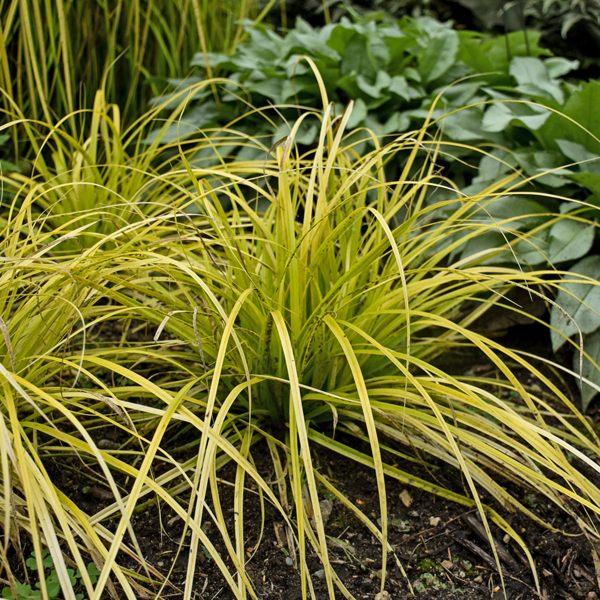Carex oshimensis 'Everillo