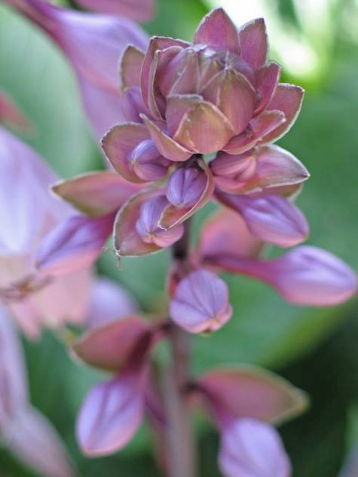 Celtic Bouquet Hosta
