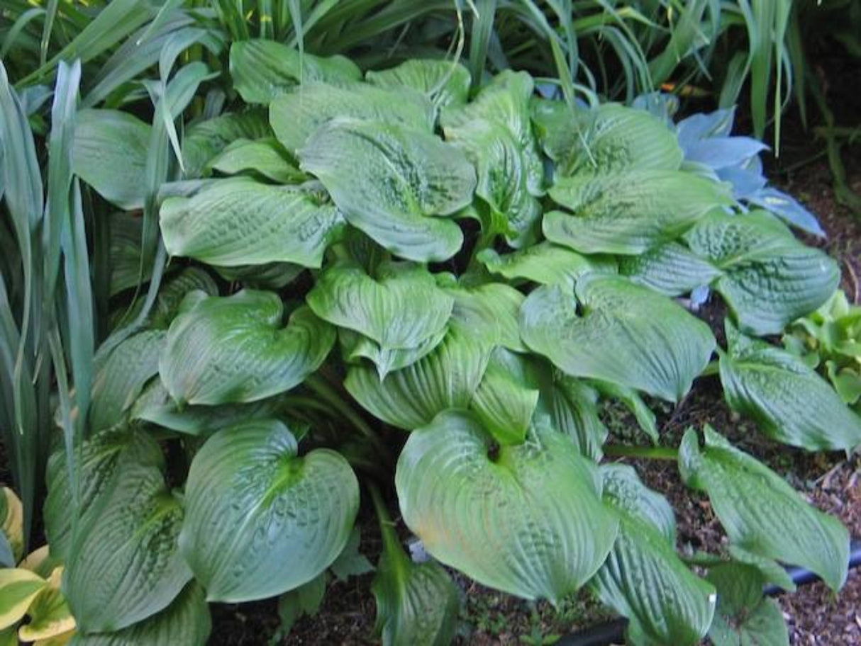 Celtic Bouquet Hosta
