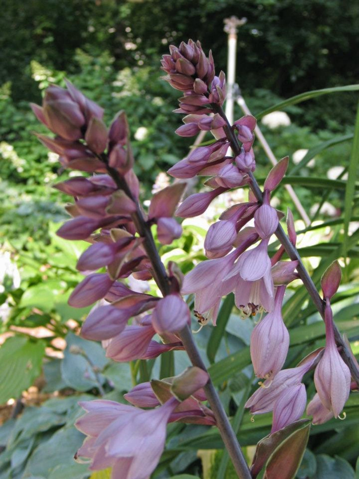 Celtic Bouquet Hosta
