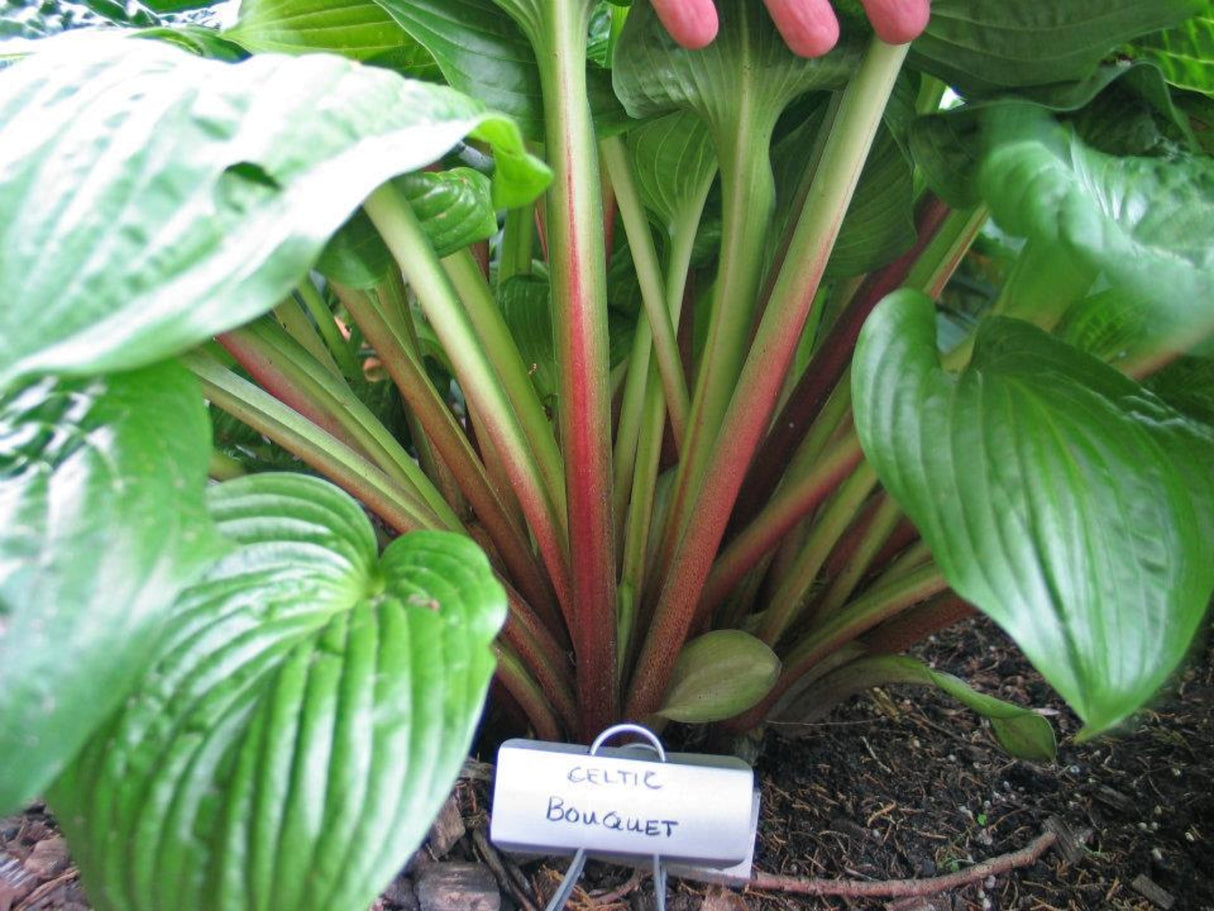 Celtic Bouquet Hosta