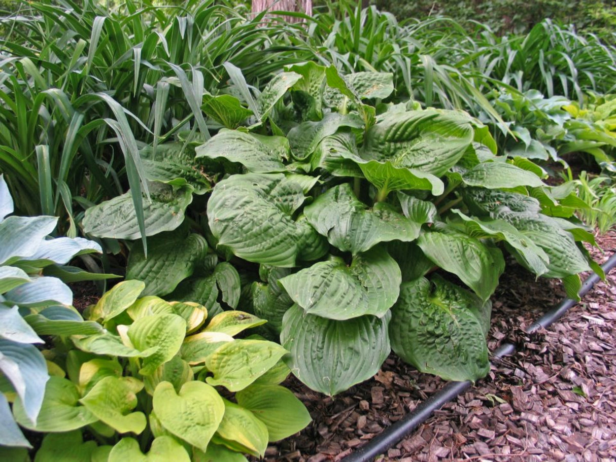 Celtic Bouquet Hosta