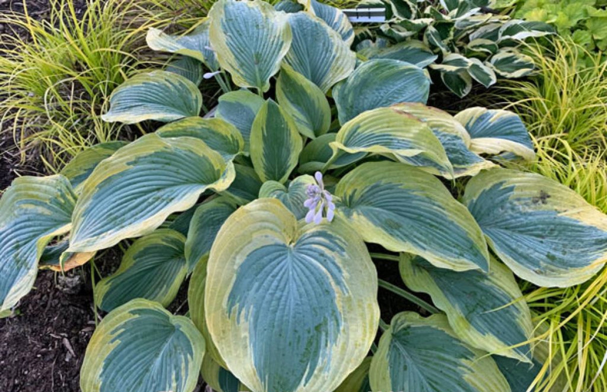 Chance Encounter Hosta
