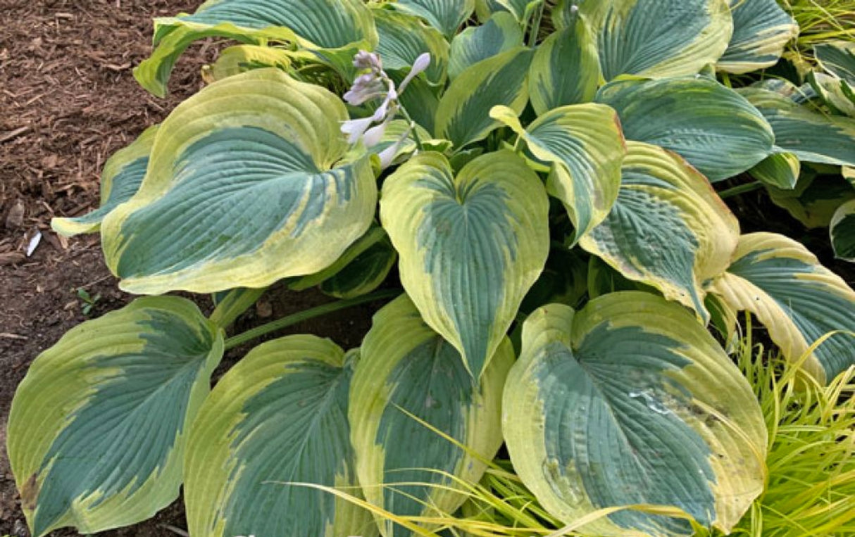 Chance Encounter Hosta