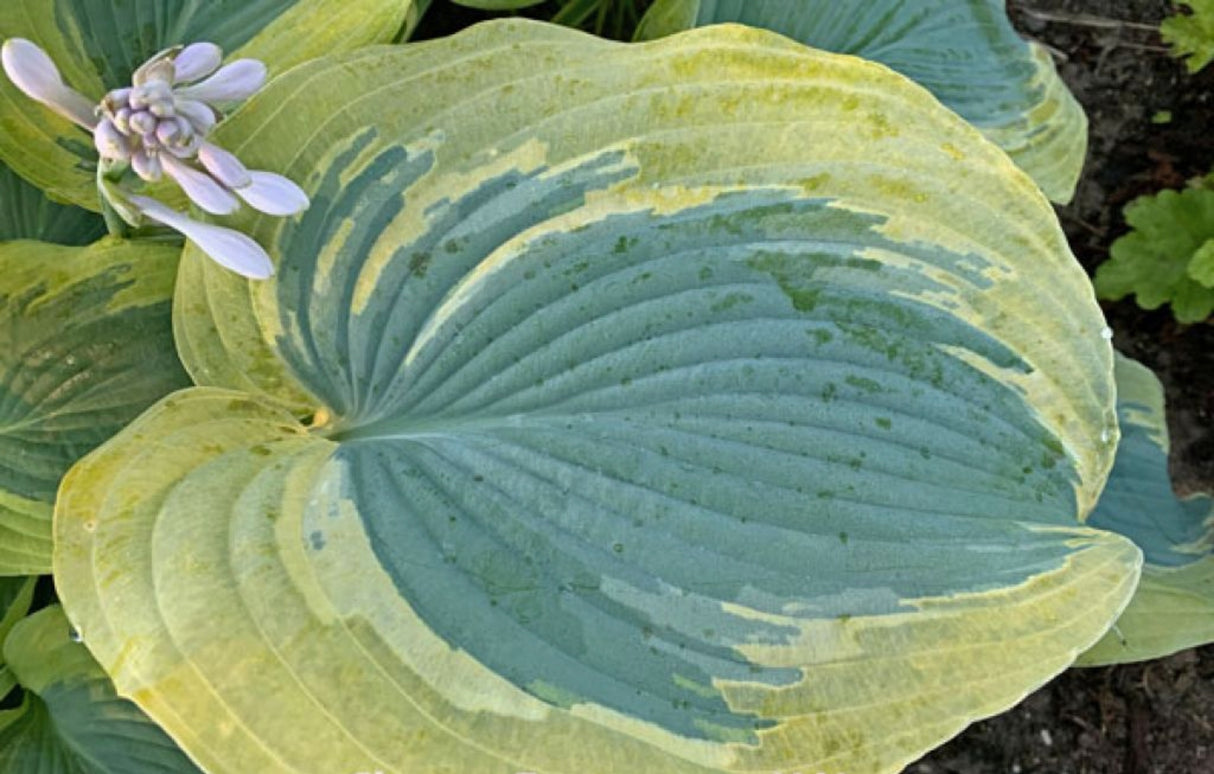 Chance Encounter Hosta