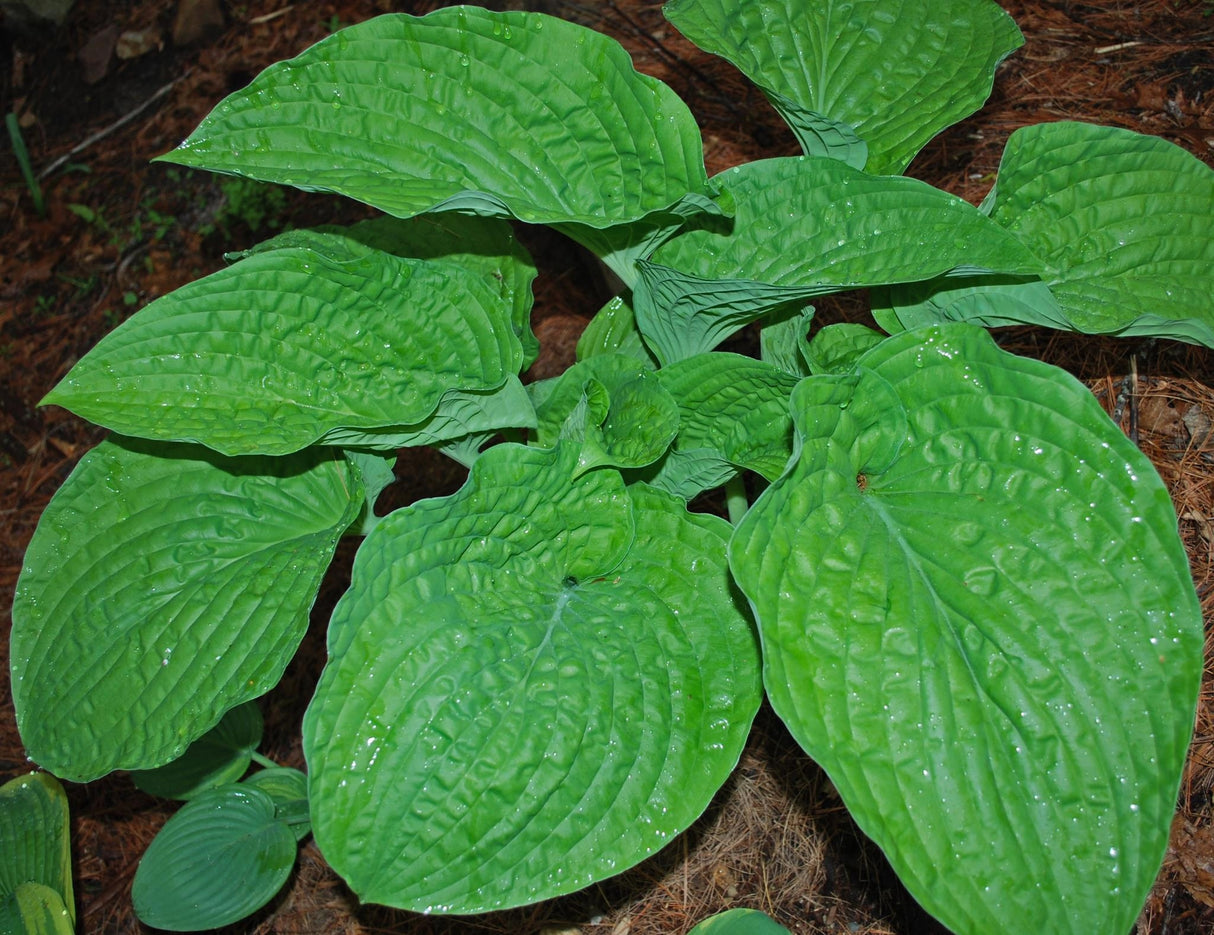 Courtesy of Rick Goodenough