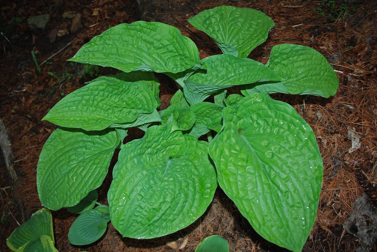 Courtesy of Rick Goodenough