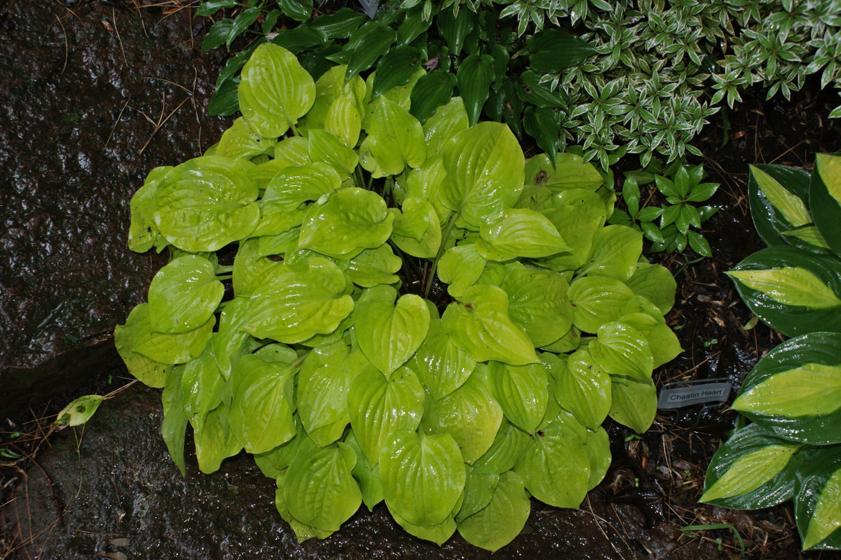 Cheatin Heart Hosta