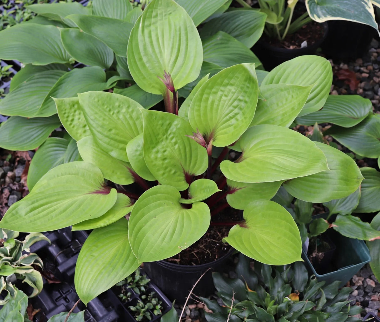 Cherry Cheesecake Hosta