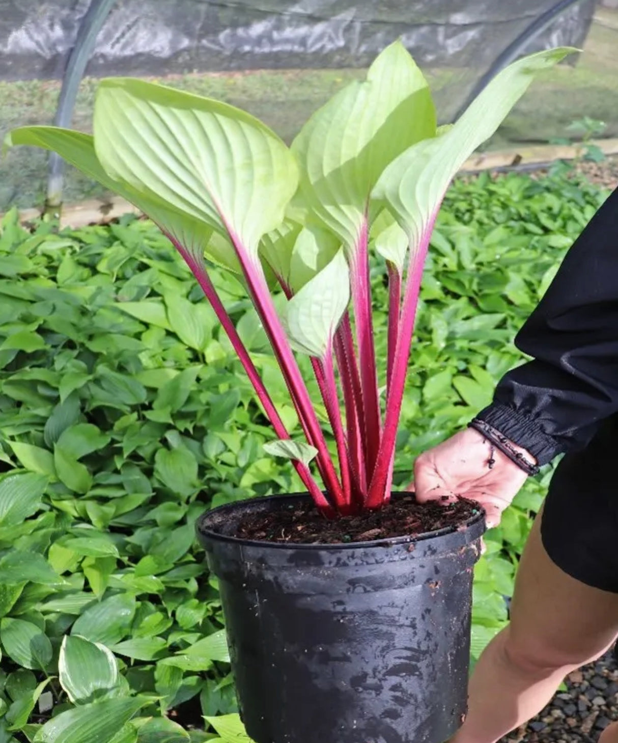 Cherry Cheesecake Hosta