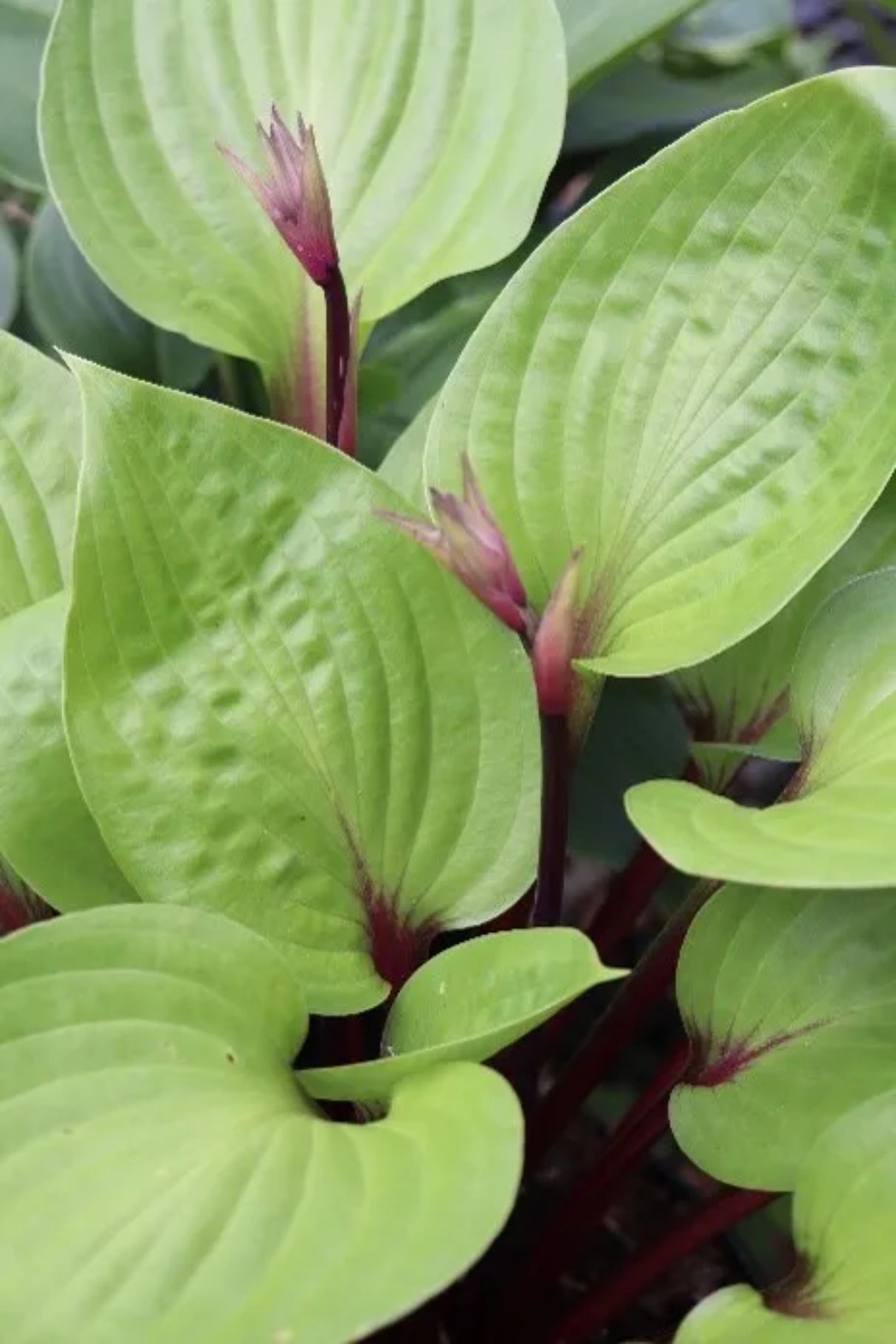 Cherry Cheesecake Hosta