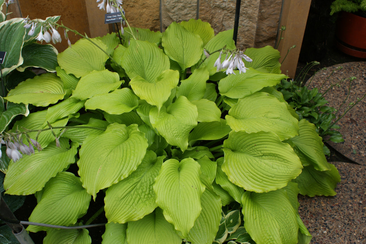 Choo Choo Train Hosta
