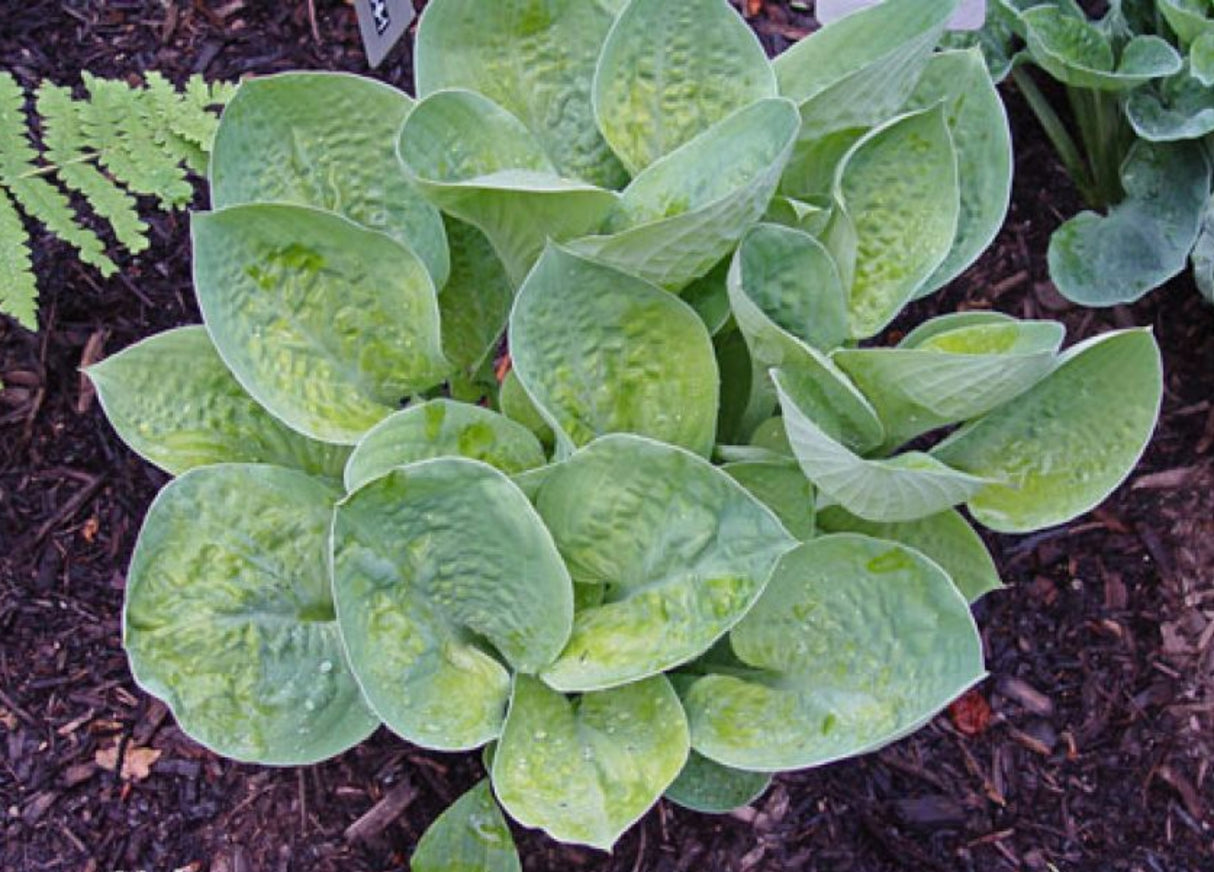 Chorus Girl Hosta