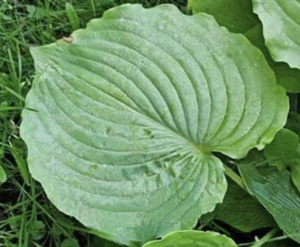 Chris' Fisherman Hosta Courtesy of The Hosta Library
