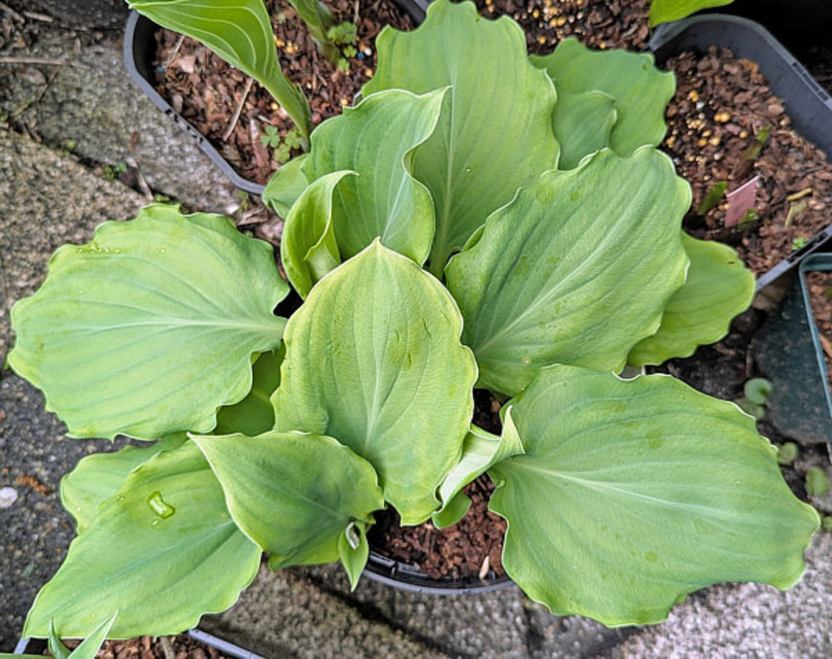 Chris' Alien Species Hosta