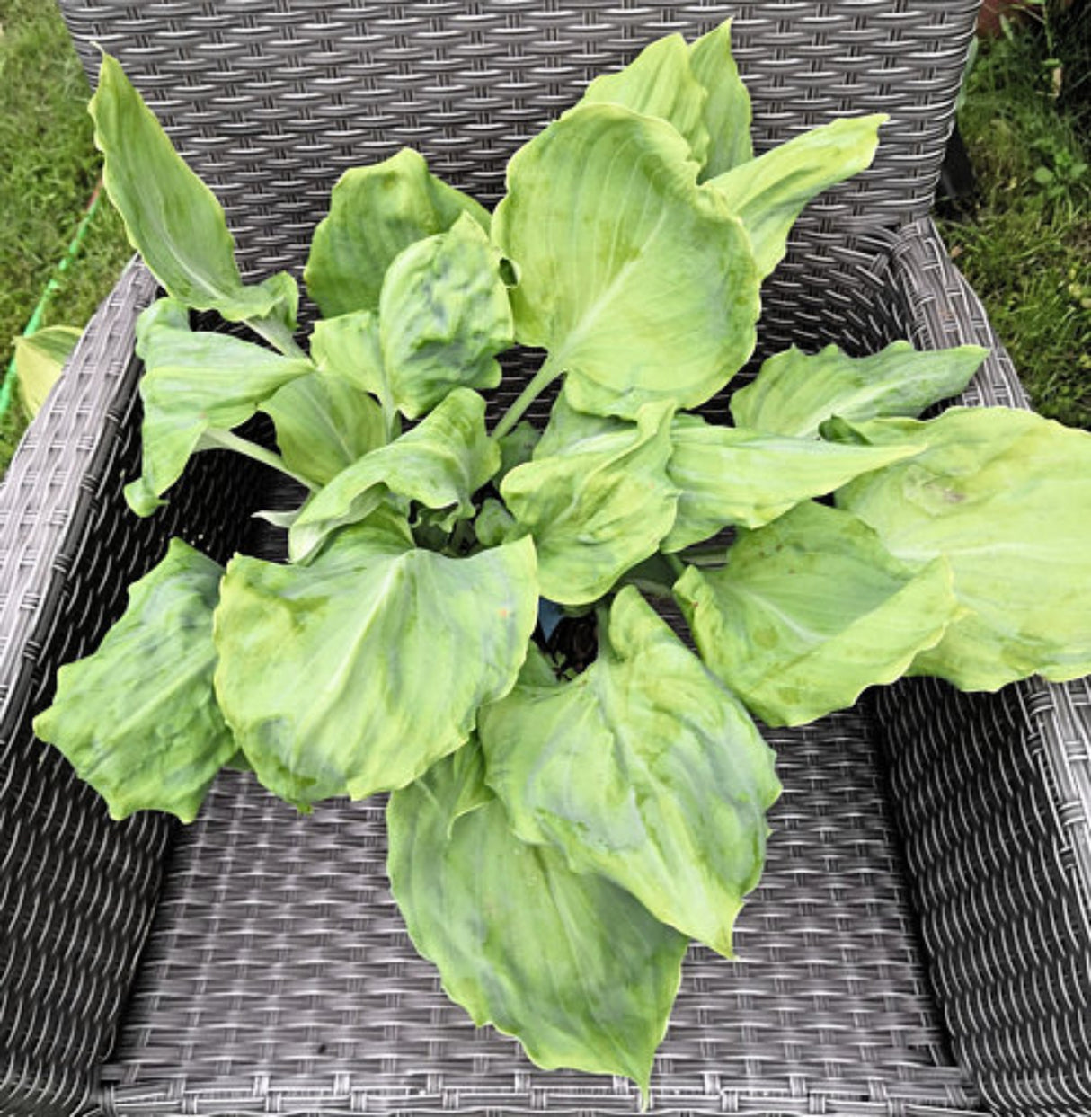 Chris' Alien Species Hosta