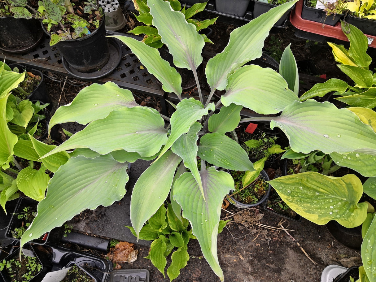 Chris' Blushing Neptune Hosta