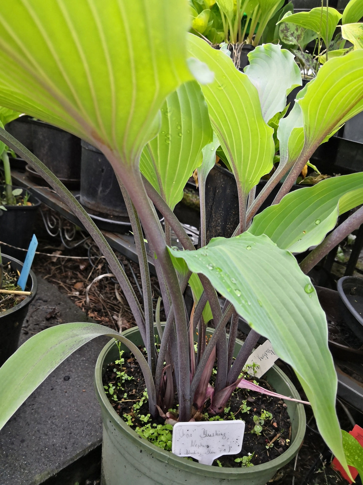 Chris' Blushing Neptune Hosta