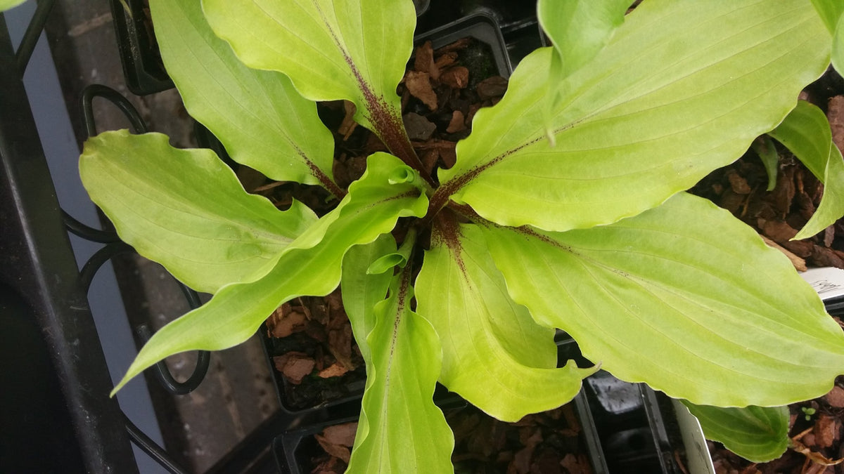 Chris' China Star Hosta