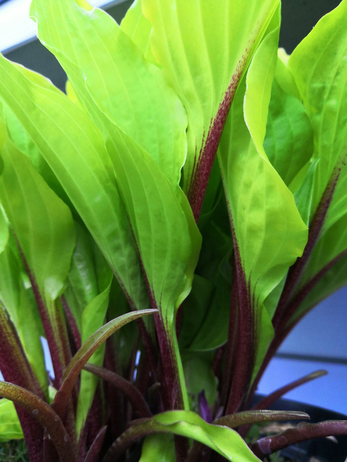 Chris' China Star Hosta