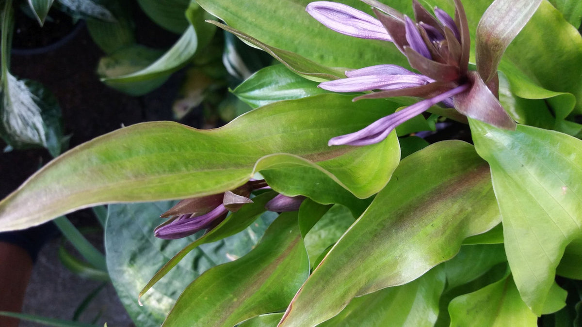 Chris' China Star Hosta
