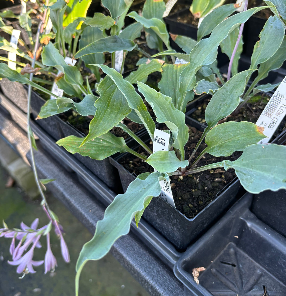 Chris' Flying Circus Hosta