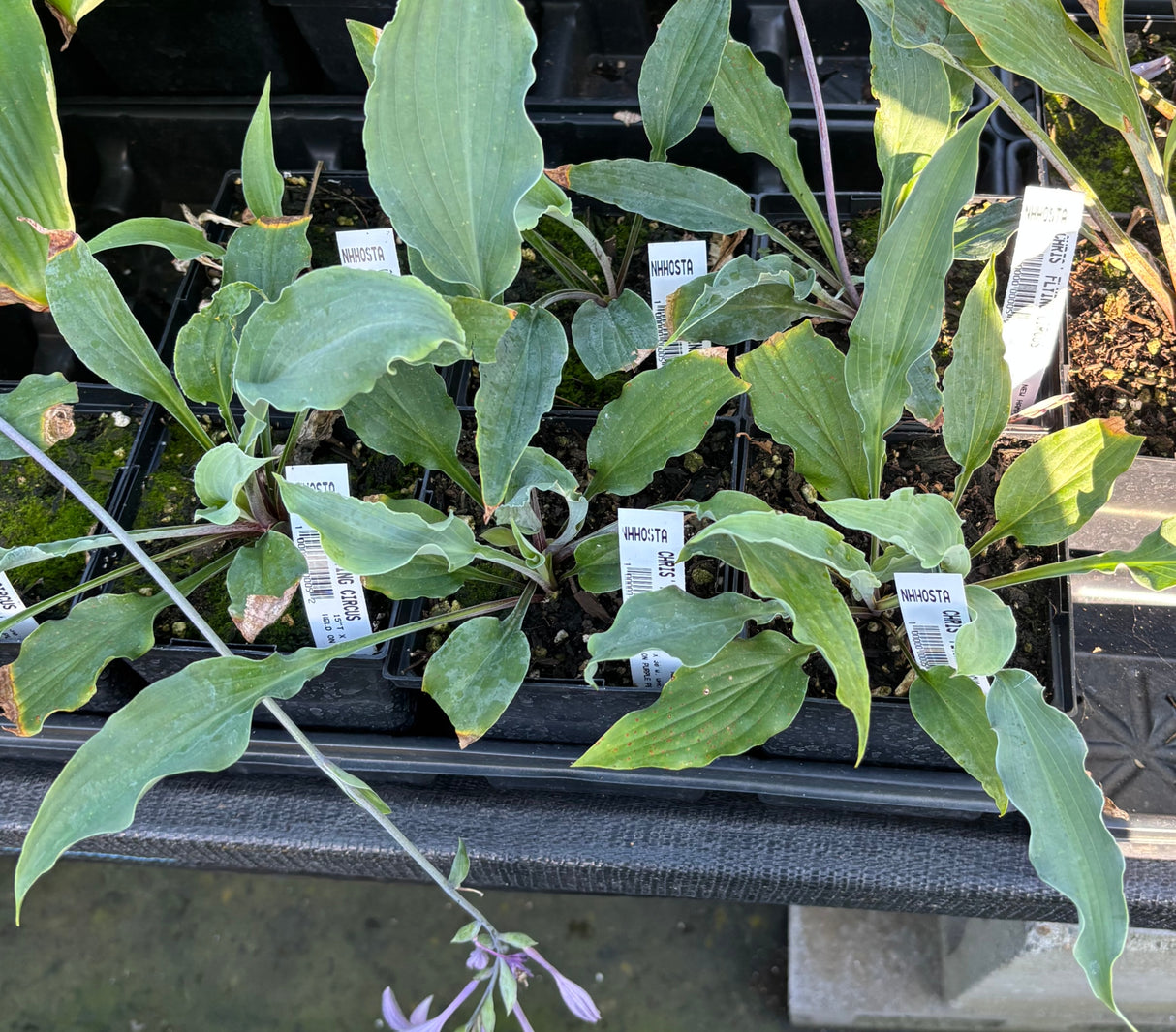 Chris' Flying Circus Hosta