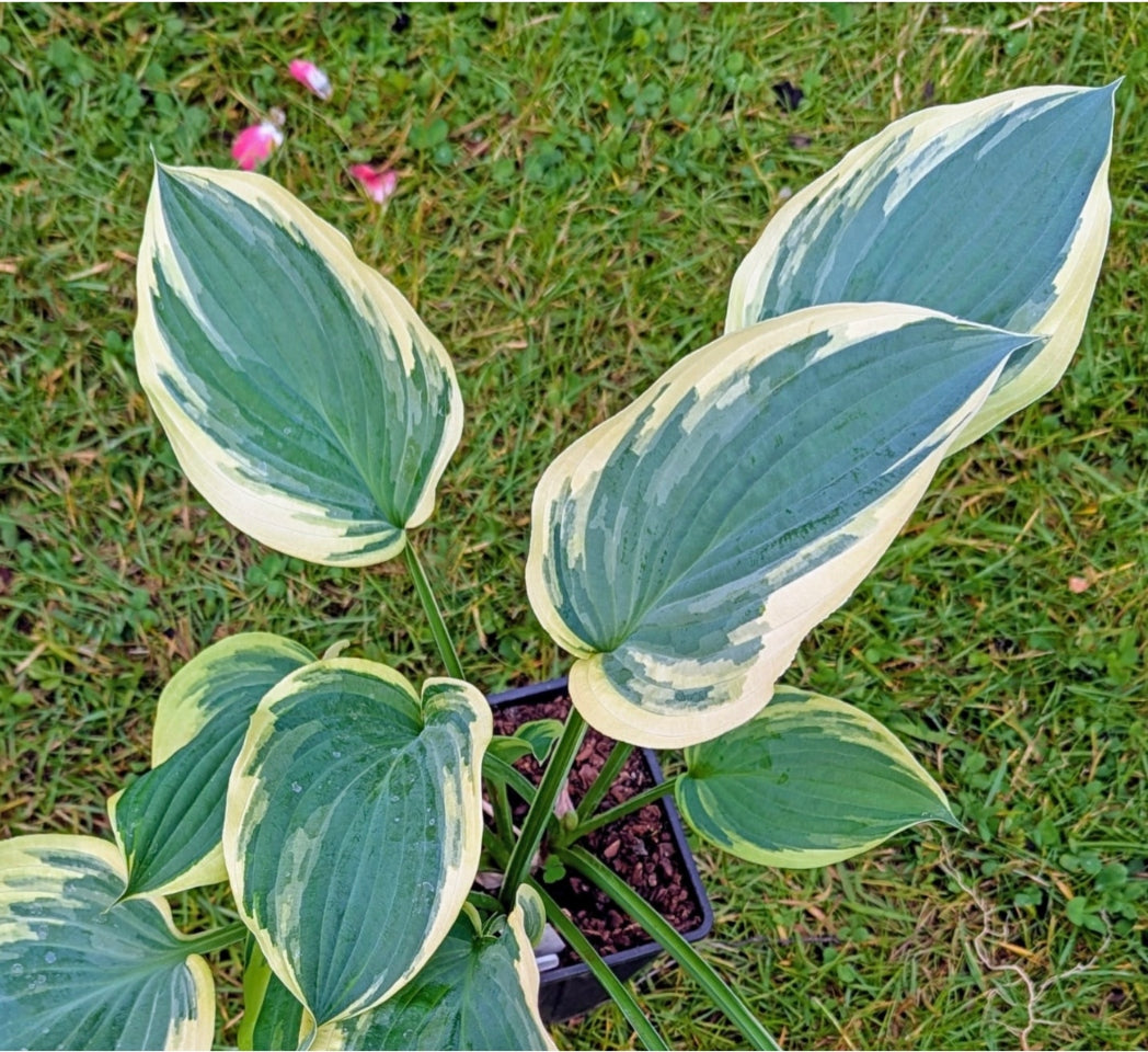 Chris' Midnight Sky Hosta