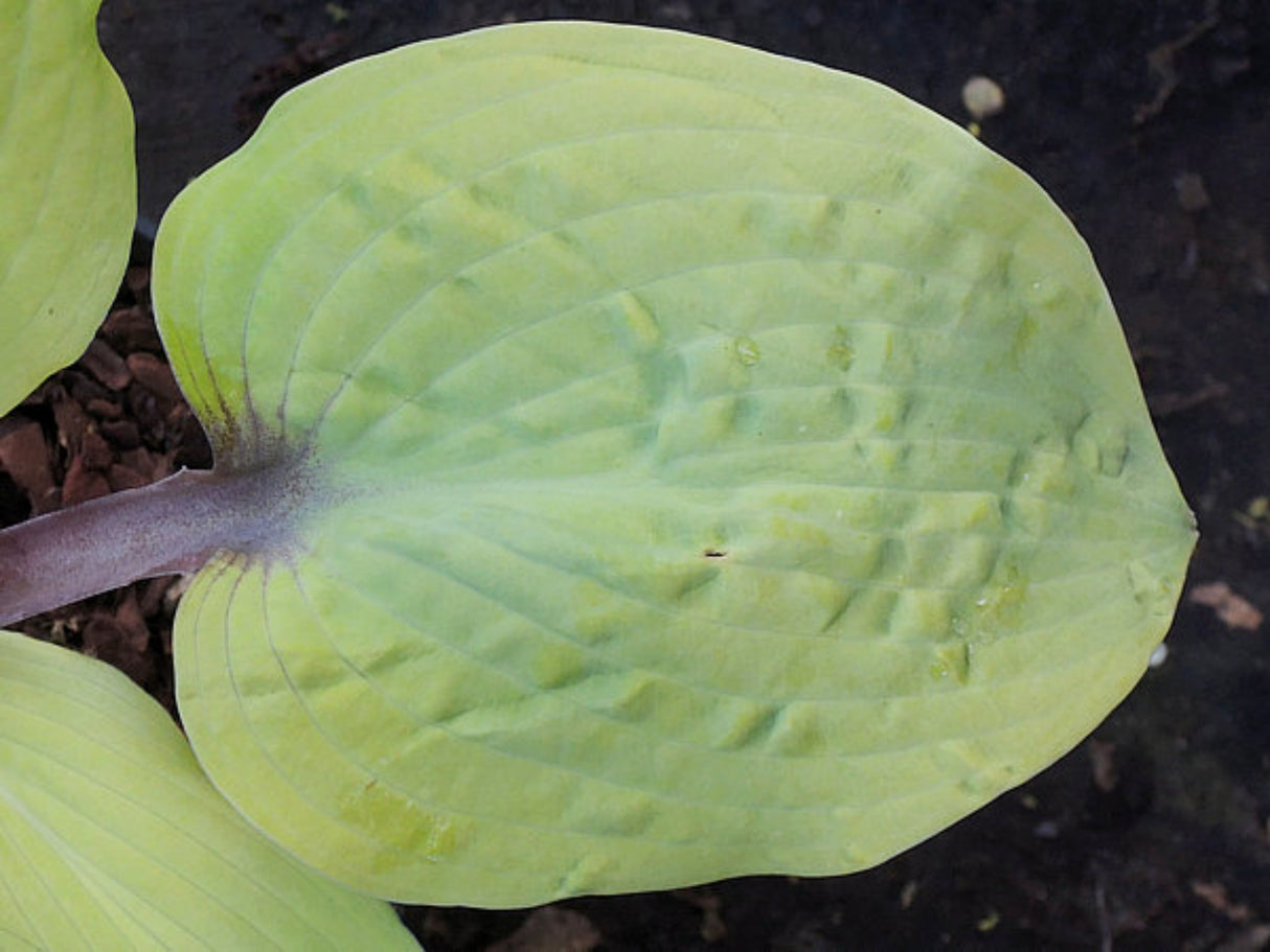 Chris' Pale Winner Hosta