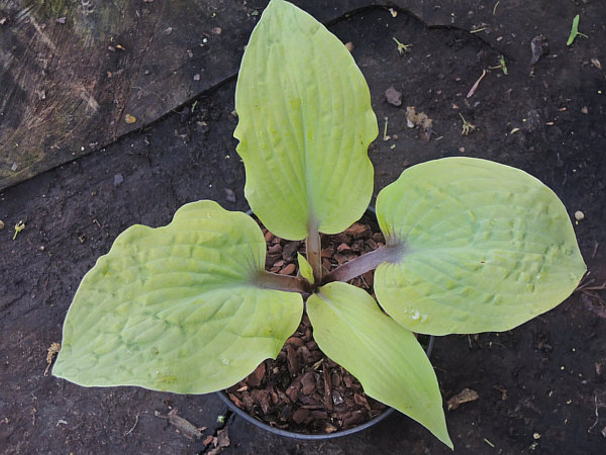 Chris' Pale Winner Hosta
