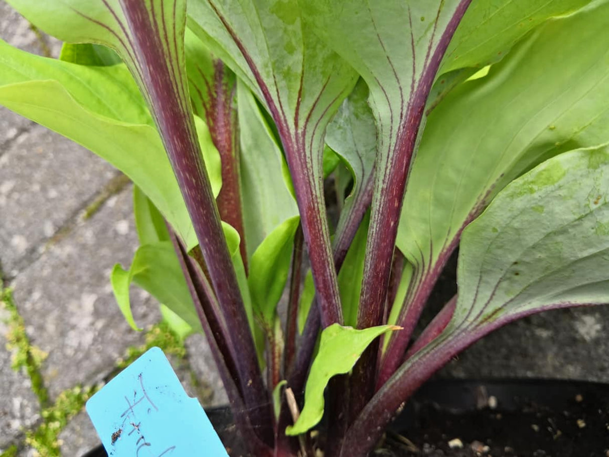 Chris' Red Lightning Hosta