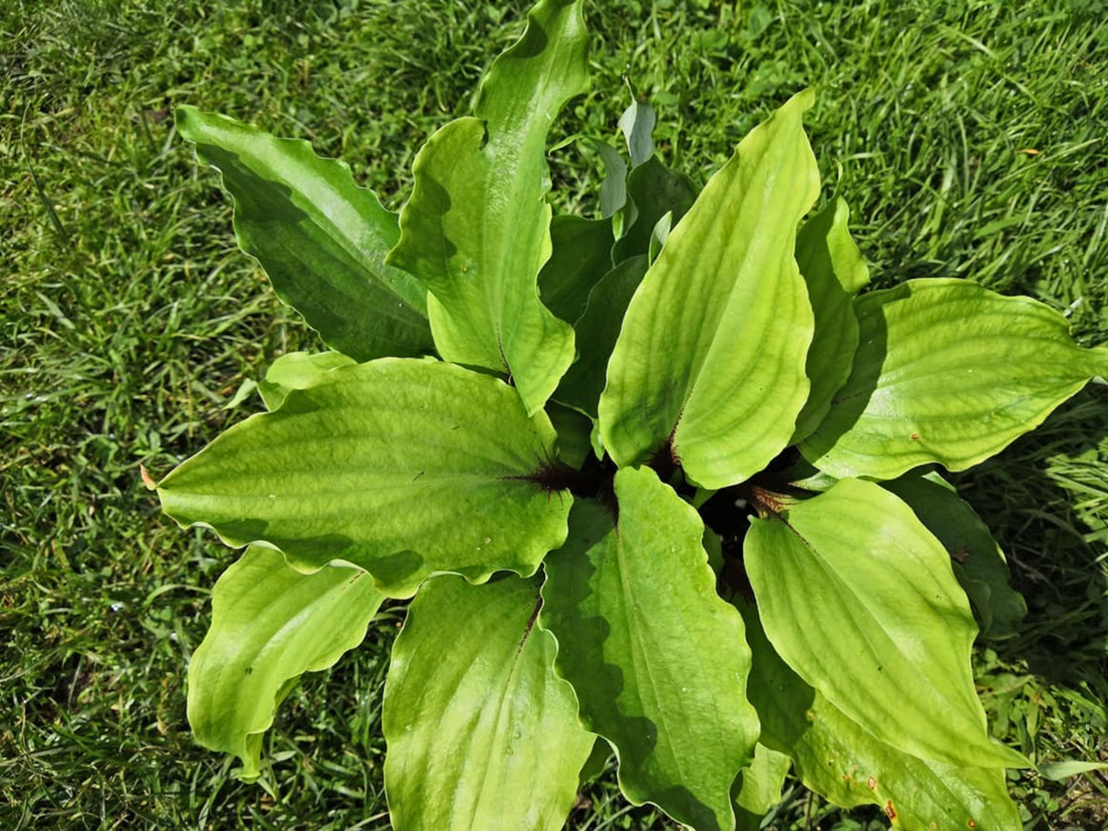 Chris' Red Lightning Hosta
