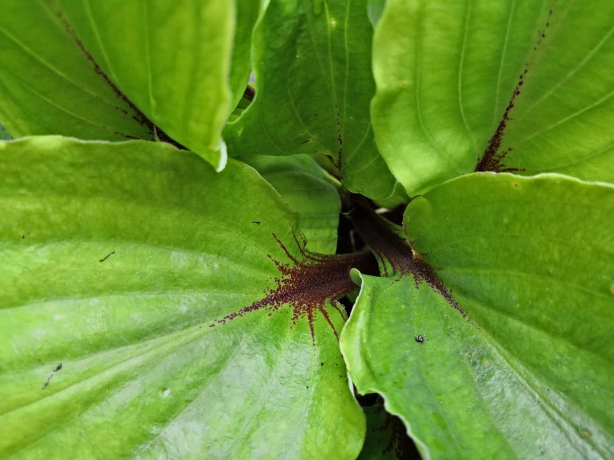 Chris' Red Lightning Hosta